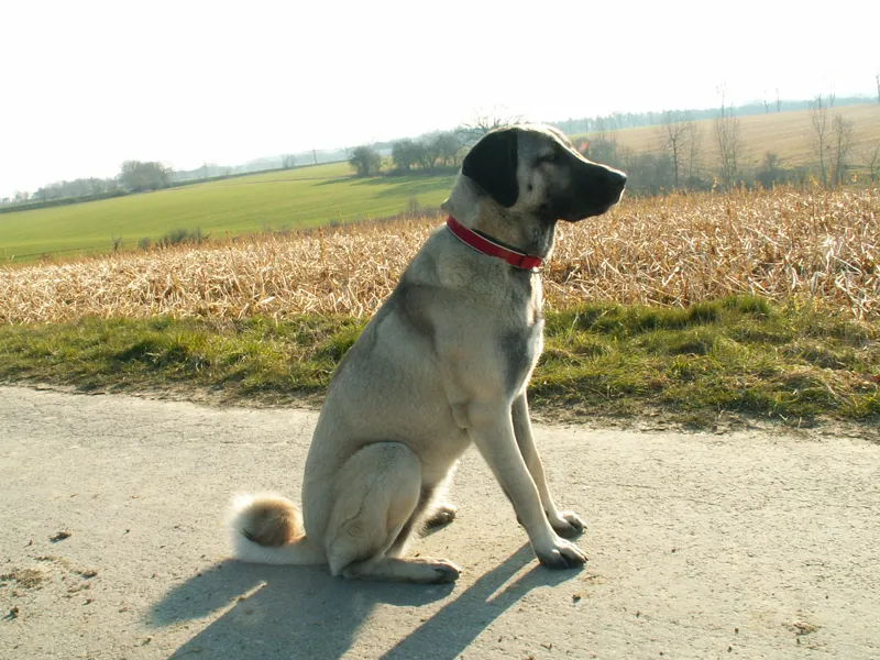 Kangal Dörthe