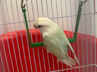 Bird Swing