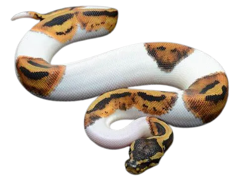 Pie Bald Python Hueforge