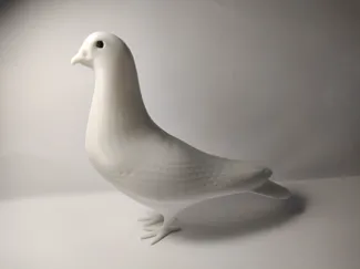 Pigeon