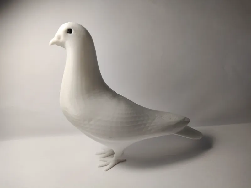 Pigeon