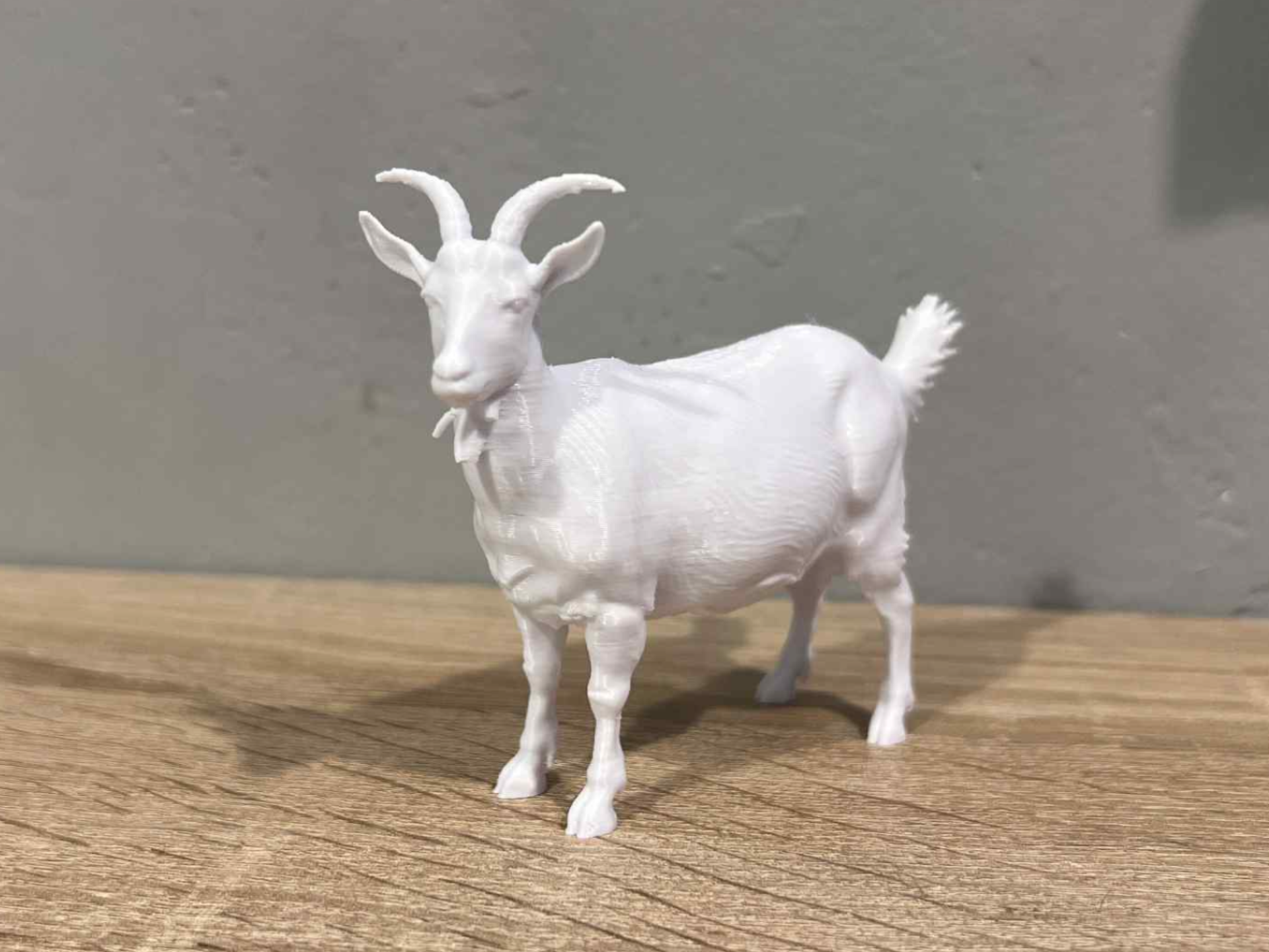 Goat - Animal