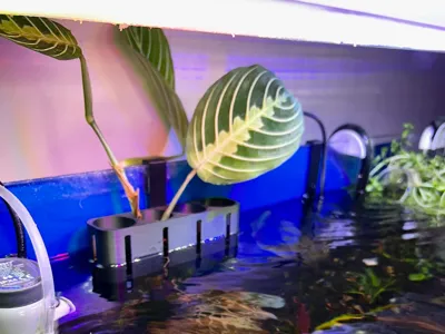 Aquarium Plant holder x4 - hydroponic