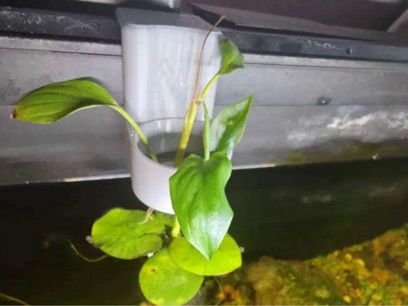 鱼缸水培植物挂钩，适用当贝鱼缸