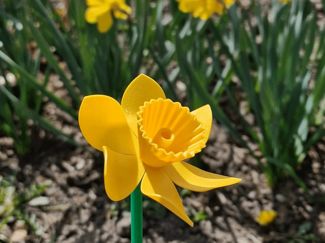 Daffodil wind spinner