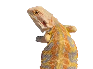 Jasper the Bearded Dragon