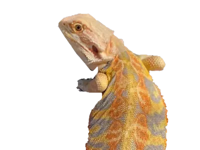 Jasper the Bearded Dragon