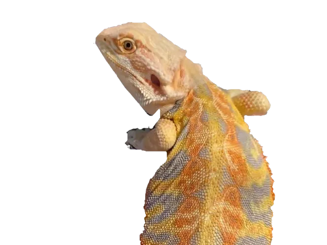 Jasper the Bearded Dragon