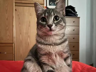 Statuetta Gatto 