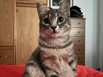 Cat Figurine 