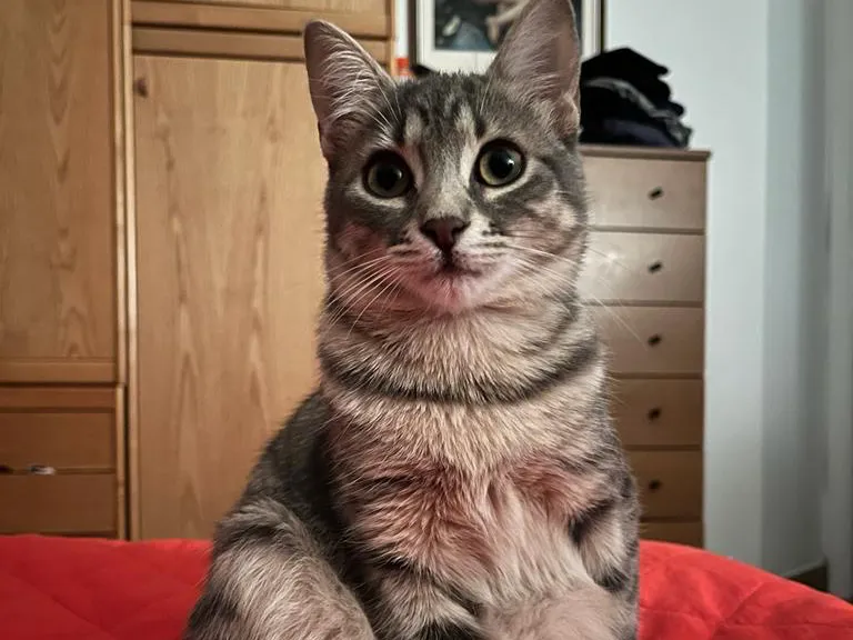 Statuetta Gatto