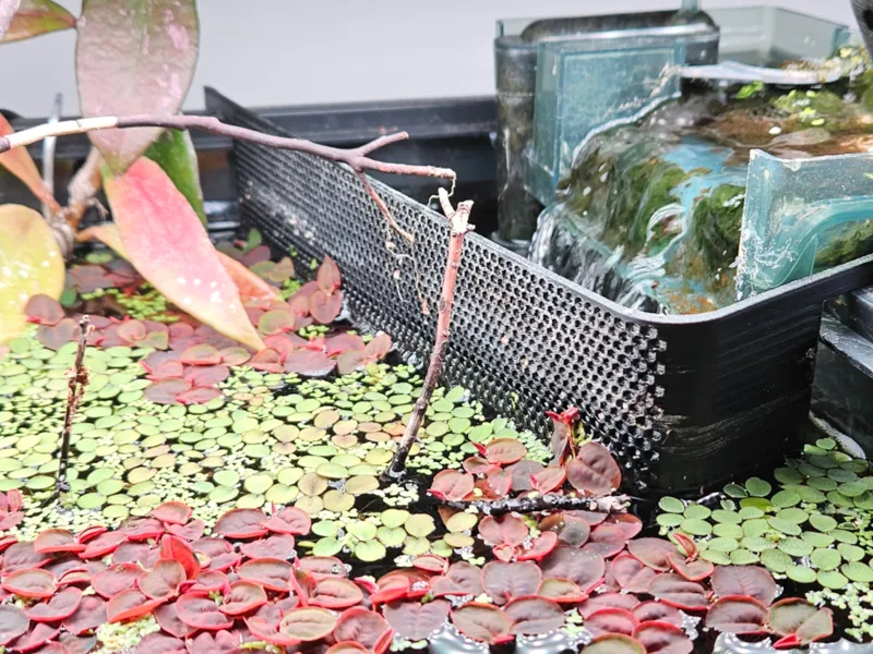 Fish Tank Mesh Floater Blocker