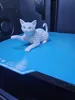 Voronoi Cat Paw Up