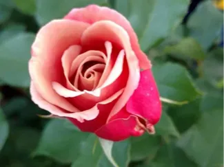 Flower Lithopane