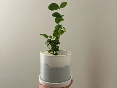 Easy Re-pot Vase