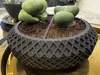Modular Plant Pot & Multi-Purpose Bowl
