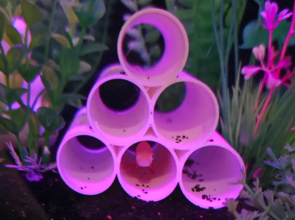 https://makerworld.bblmw.com/makerworld/model/US425bbb3ef11fae/design/2025-07-07_073ea9065bfb28.jpg