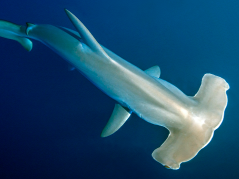 Miniatura 1 do modelo 3D 4ft hammerhead