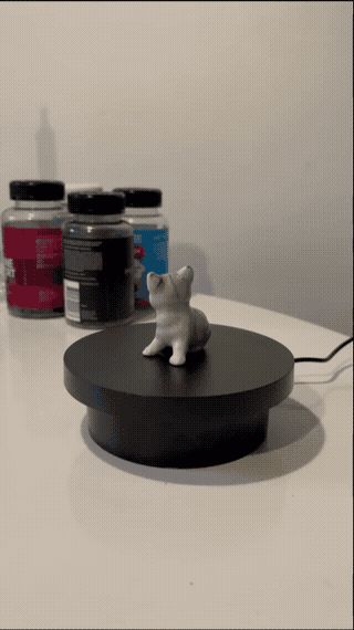 Cute Little Cat