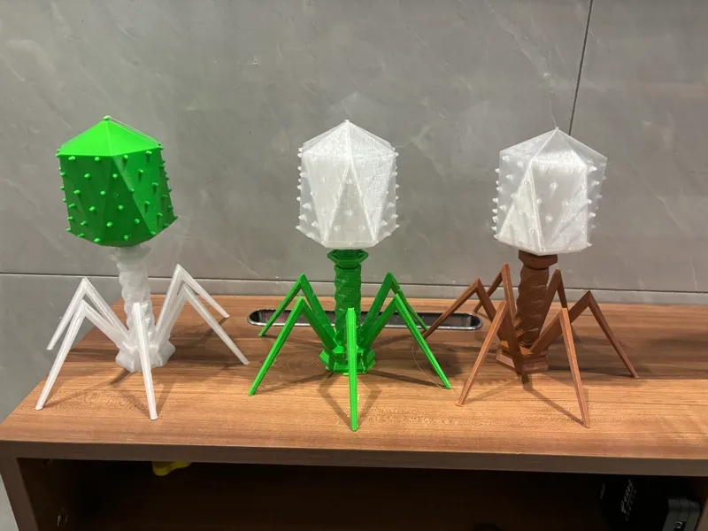 T4 phage T4 噬菌体