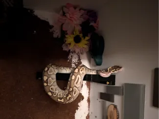 Basking Ledge for Reptile