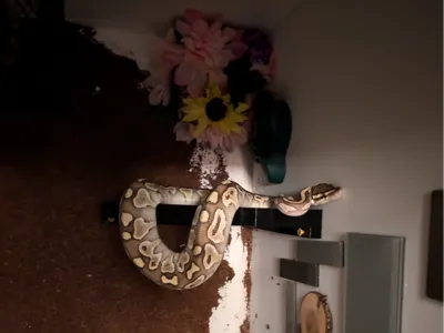 Basking Ledge for Reptile