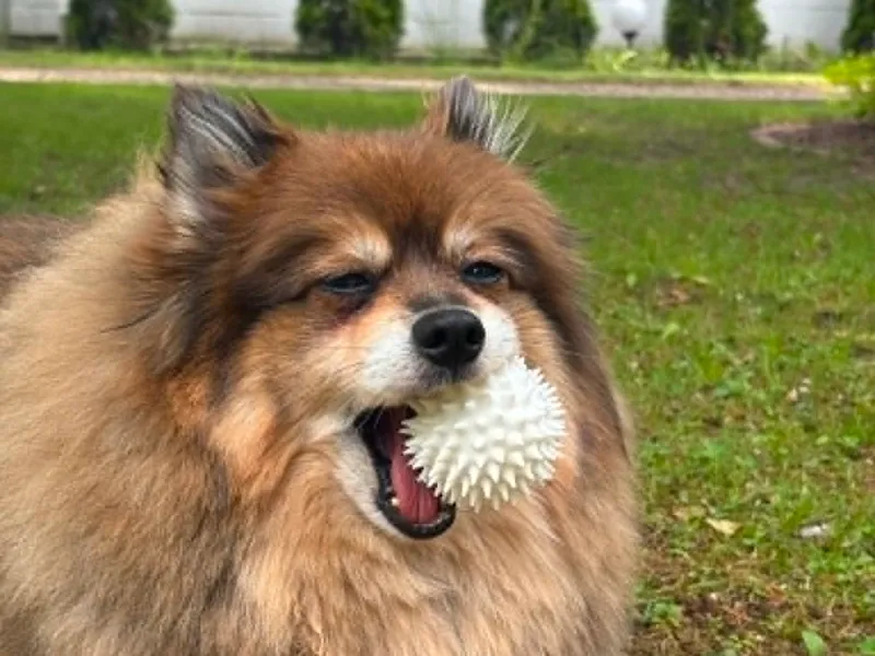Spikey ball