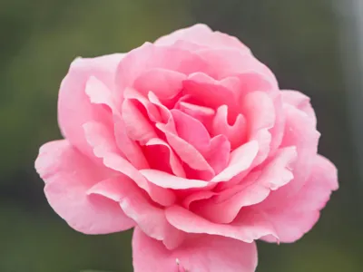 Rose 2.0 