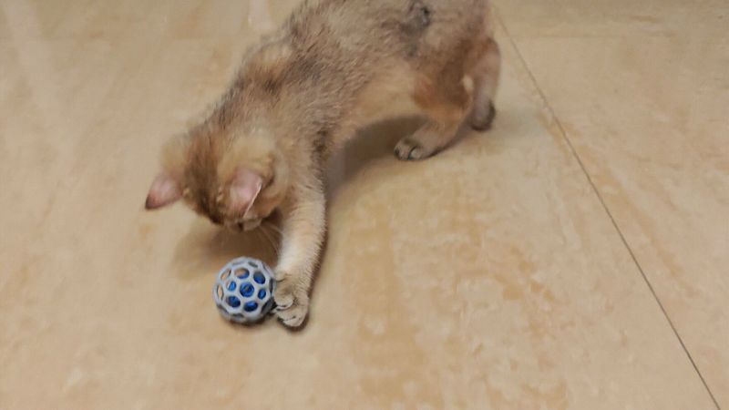 猫玩具-0#猫工球（柠总认证 解压玩具）
