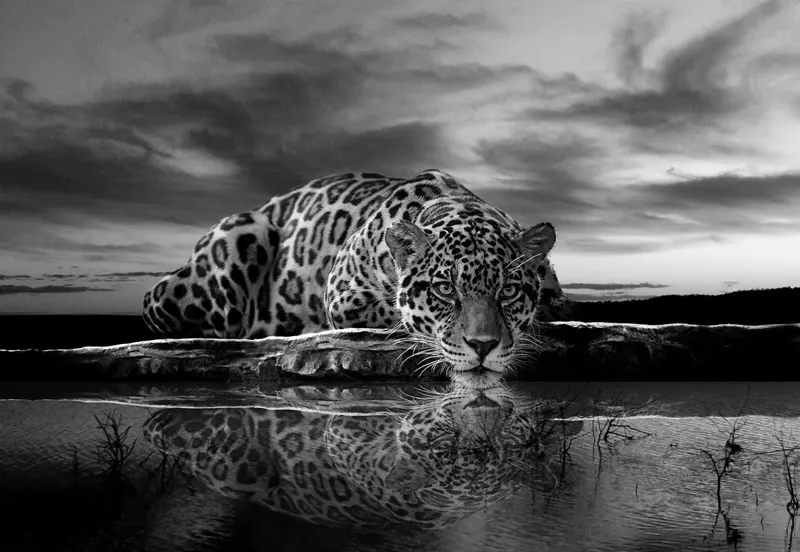 Hueforge - Leopard 