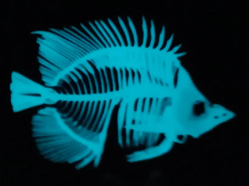Glow in the dark threadfin fish skeleton wall art 