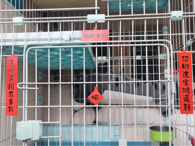 猫窝春联，双色