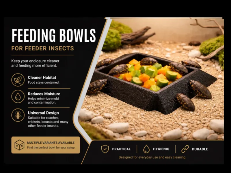 Feeding Bowl – Quad Ramp