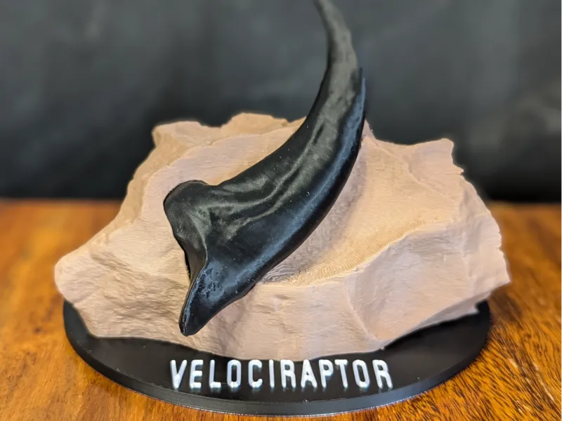 Velociraptor Claw Dinosour Fossil Display