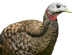 turkey decoy