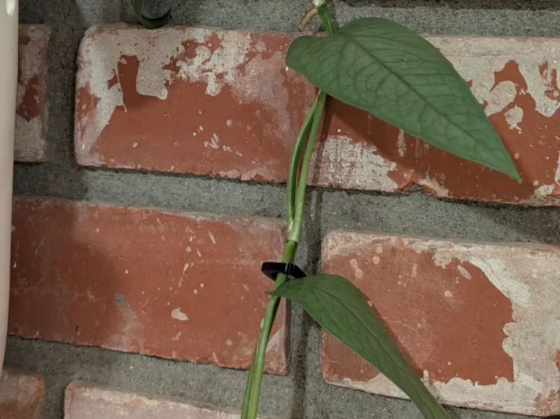 Plant Clip for Brick