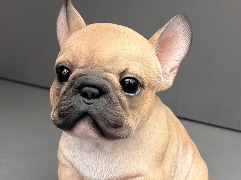Französische Bulldogge Baby