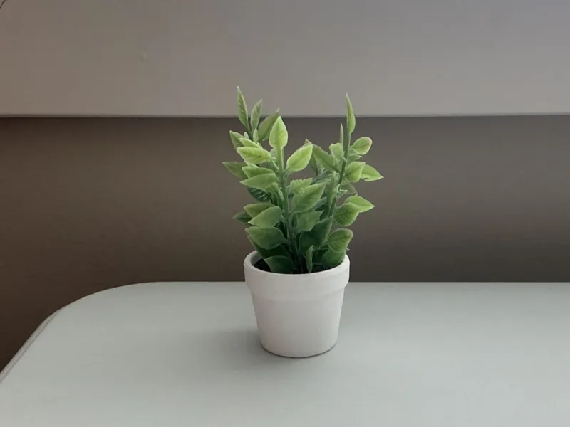 Small indoor potted plant