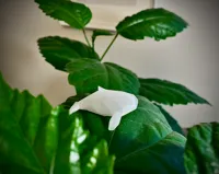 Baleine dodue miniature — photo 2