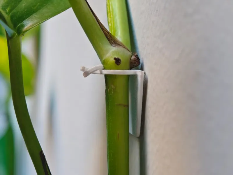 Minimalist wall clip for climbing plants & Pothos