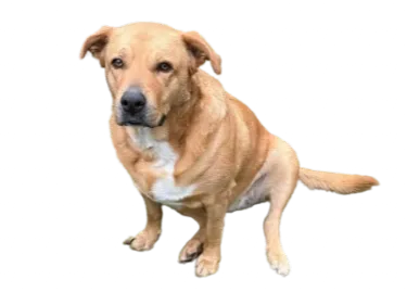 Gaia the dog