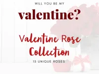 Collection roses de la Saint-Valentin — photo 2
