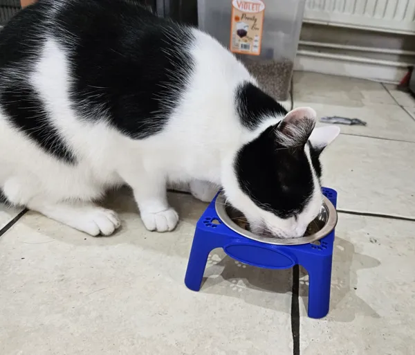 Support surélevé pour gamelle de chat