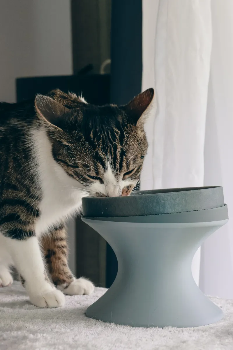 Pet Bowl Raiser (and an optional Bowl)
