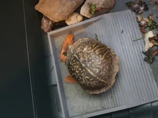 Reptile and Turtle Pool