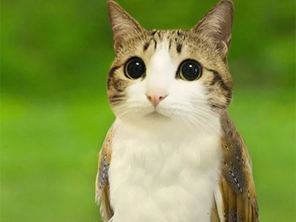 Meowl Relief Scuplture