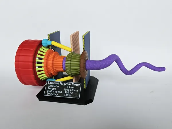 https://makerworld.bblmw.com/makerworld/model/US444746efa3c4a8/design/2024-10-19_fe904b53086a6.jpeg