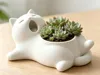 Grow more succulents