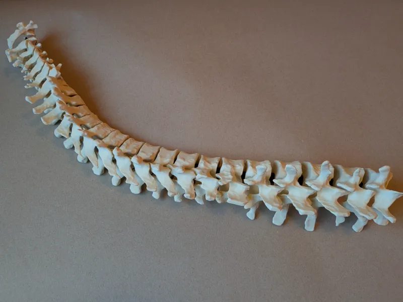 Fully Articulating Human Spine