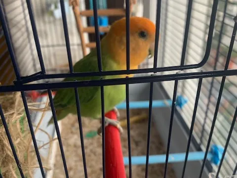 Perchoir pour petits oiseaux